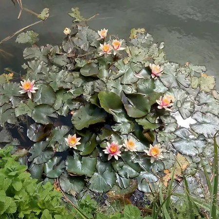 Bed & Breakfast Coin Nature 3*