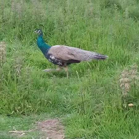 Bed & Breakfast Coin Nature Fromelles