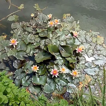 Bed & Breakfast Coin Nature 3*